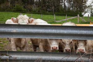 les 4 regards vaches/The 4 strange looks