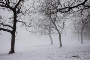 arbres en hiver/trees in winter