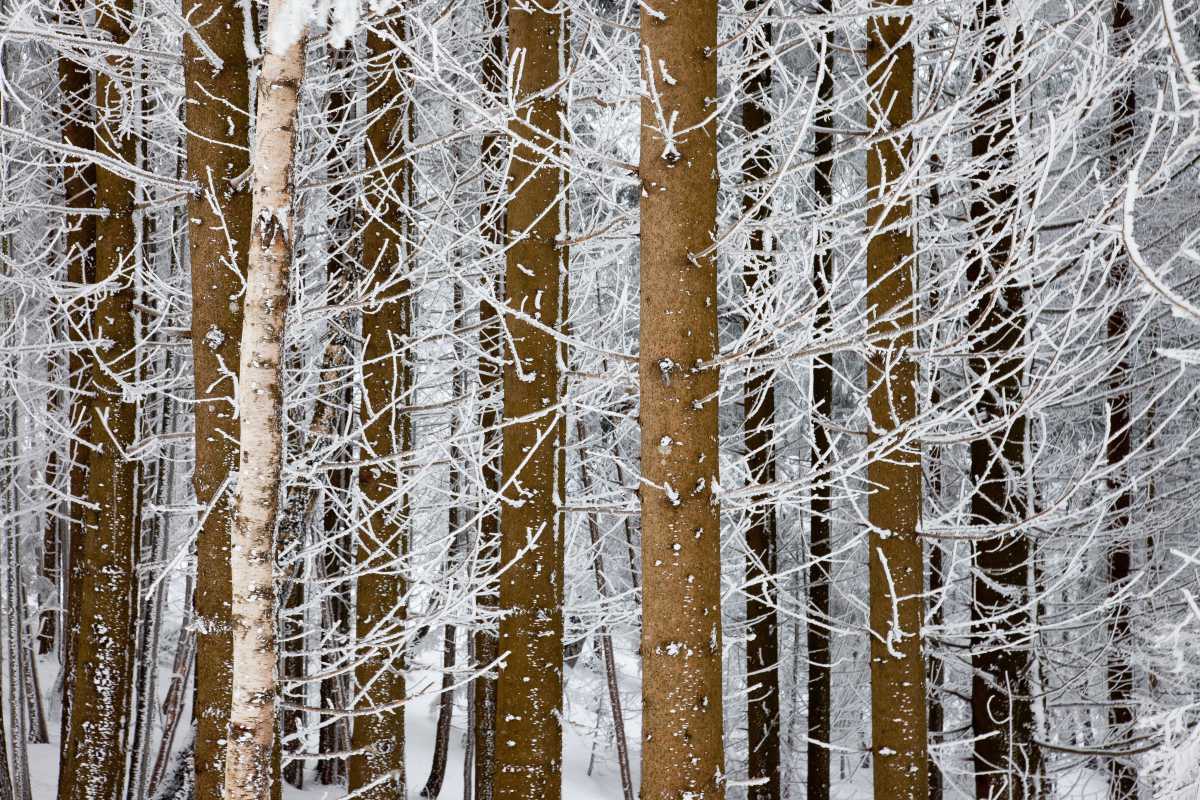 Presence of the trees around us through their power of rooting, their elevation towards the sky and their imaginary dimension.