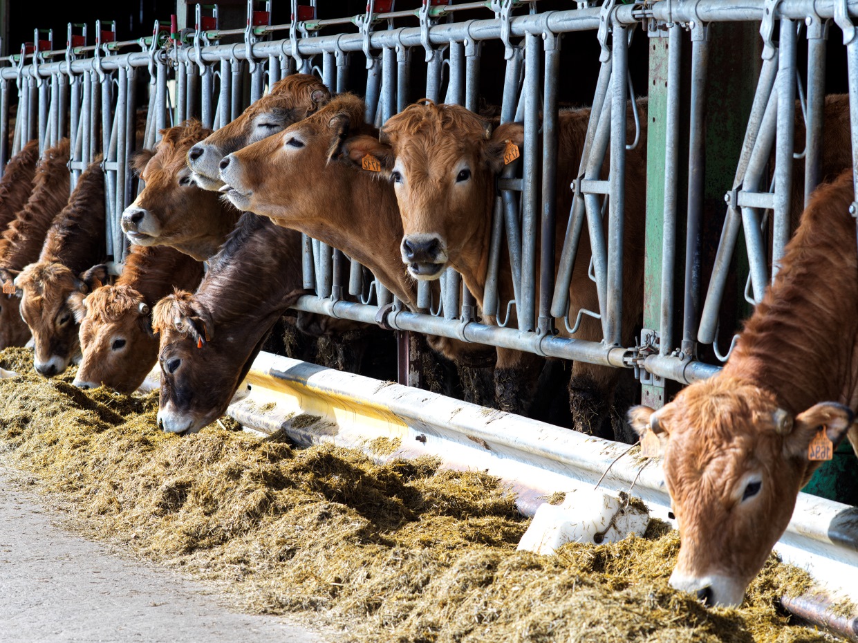 Vaches en stabulation l'hiver