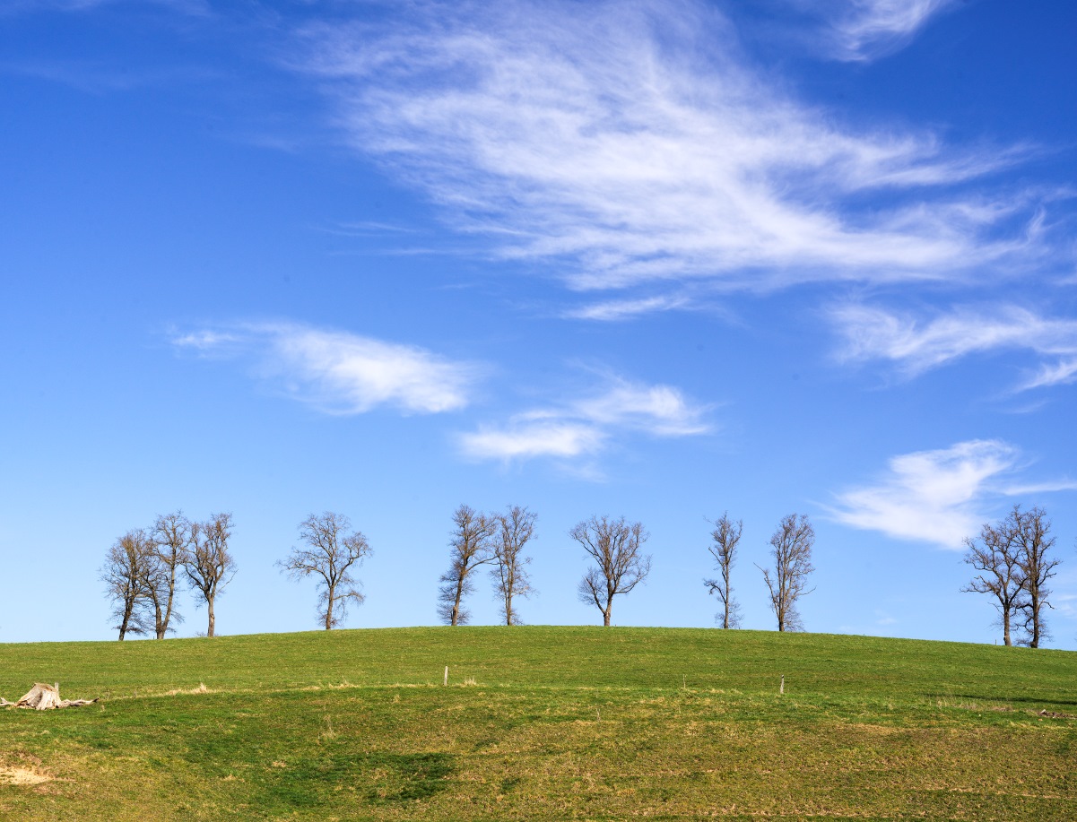Arbres au sommet d'une prairie à la fin de l'hiver
