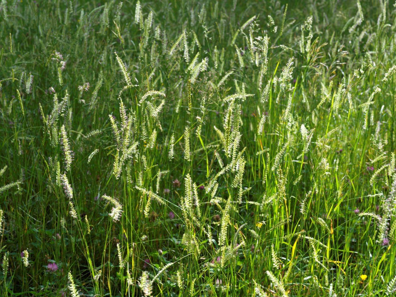 Herbes au printemps