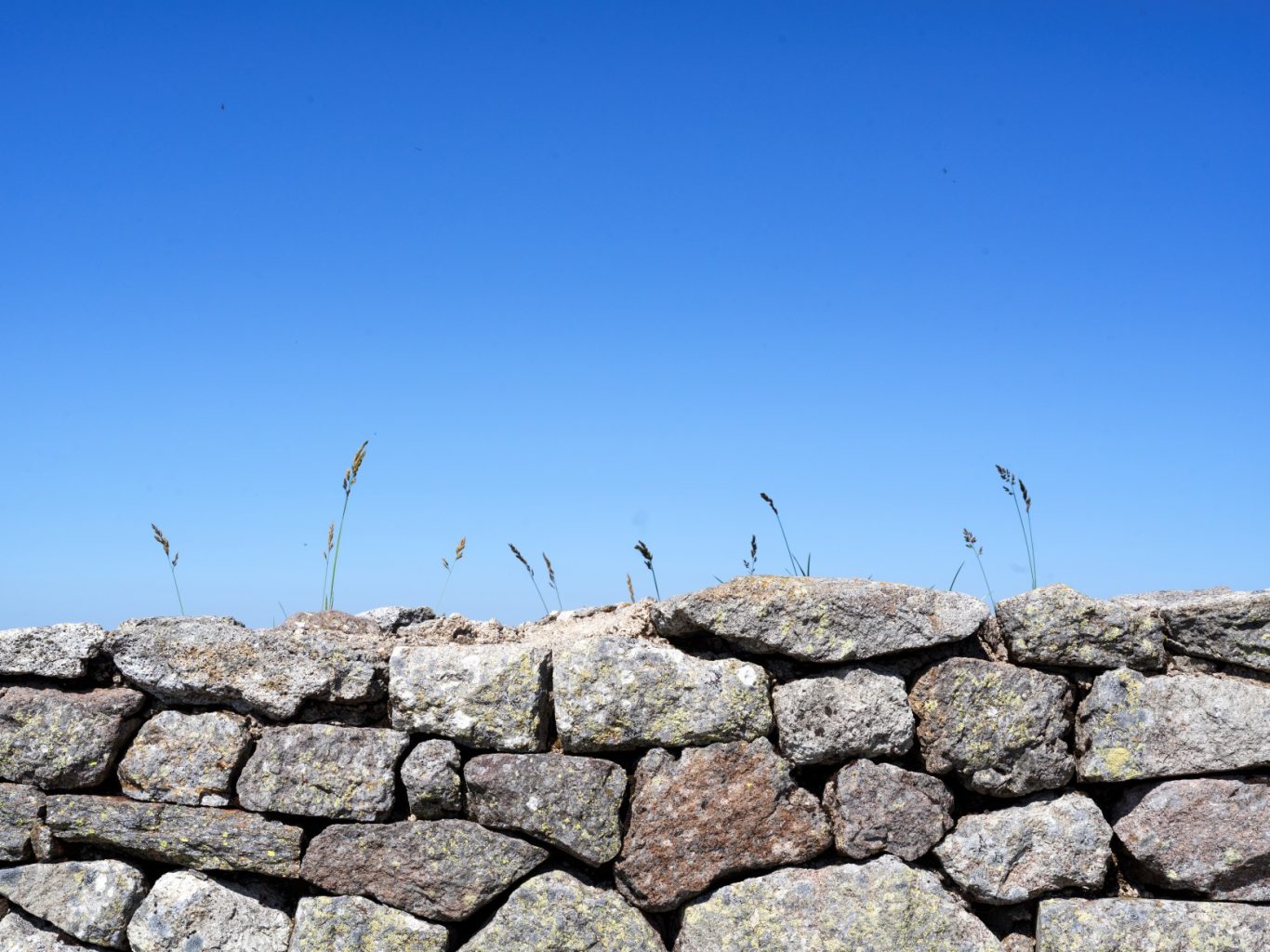 des herbes sur un muret en bord de route semblent peindre le ciel