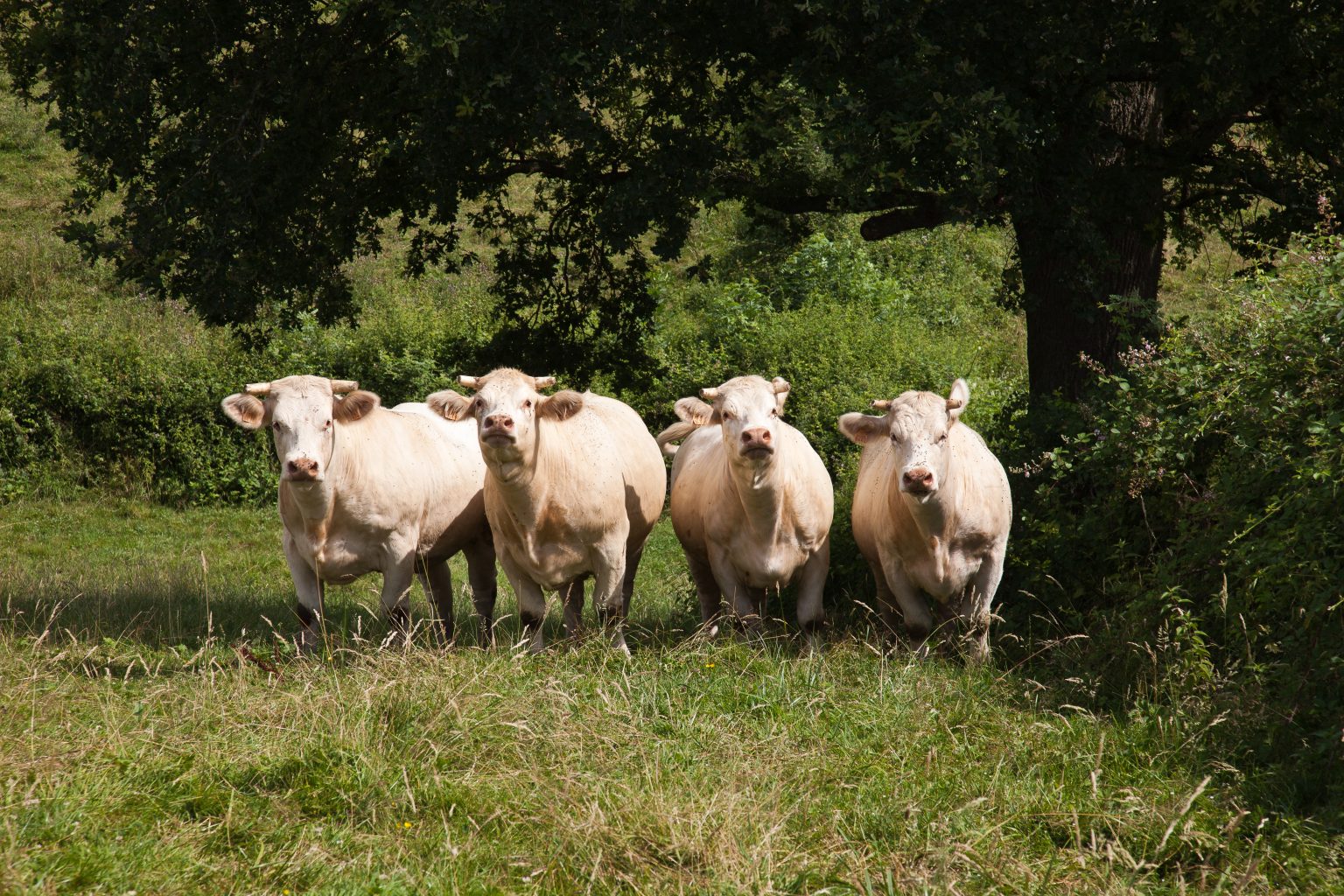 vaches charolaises au patûrage
