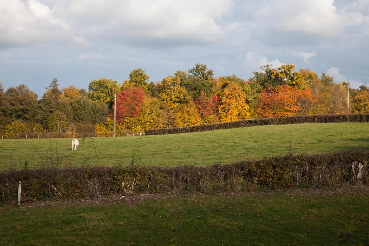 Premières couleurs d'automne