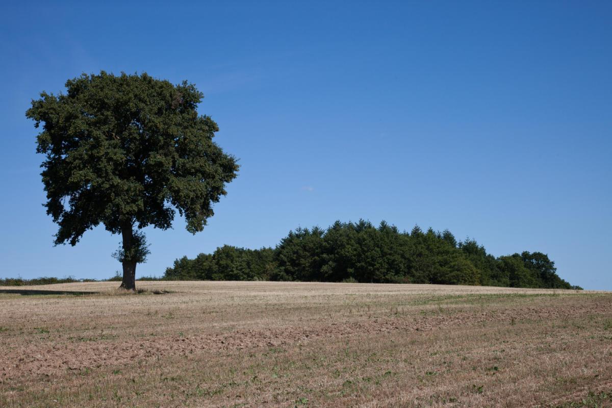 L'arbre au bosquet en été/the grove tree in summer