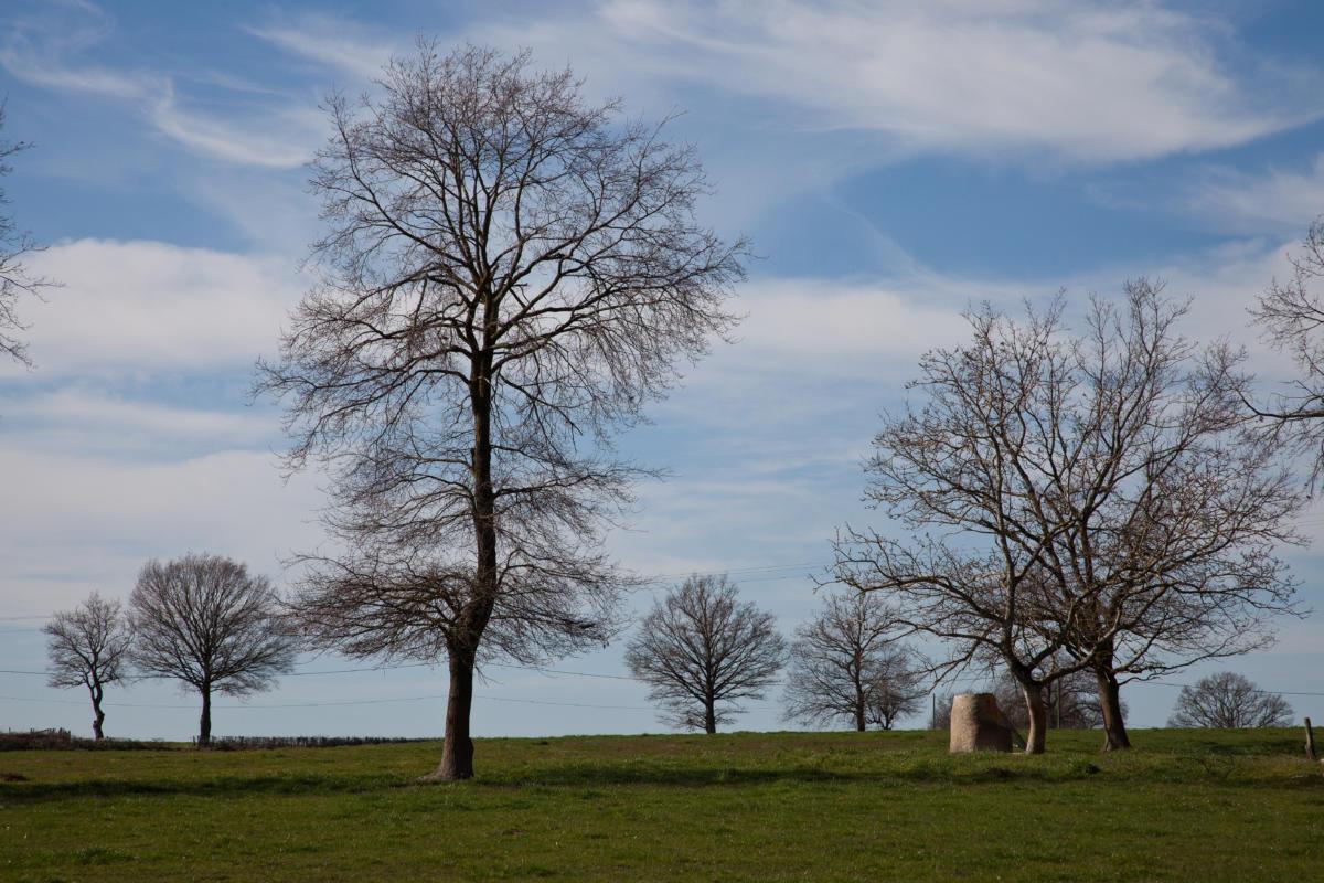 L'armée des arbres