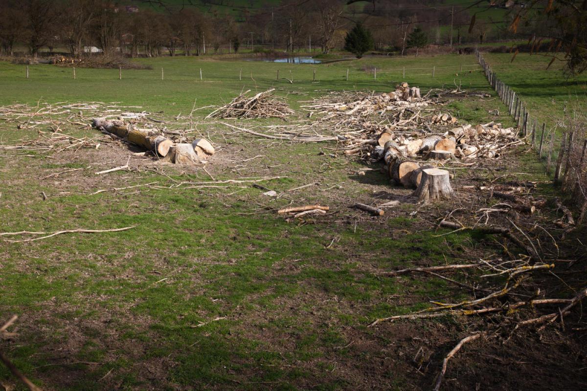 Les arbres coupés