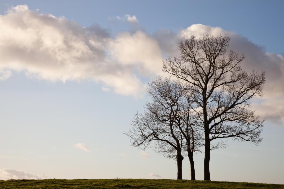 Arbres aux nuages/trees with clouds