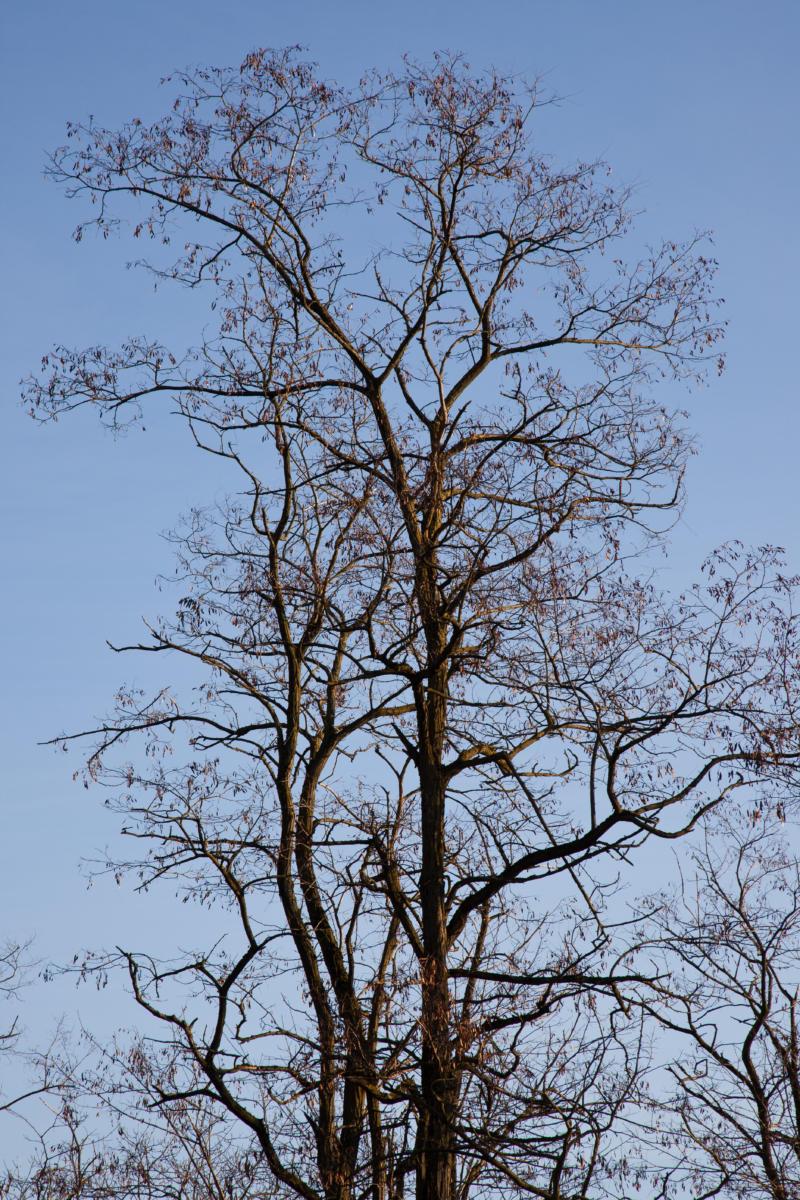 arbres en hiver/trees in winter