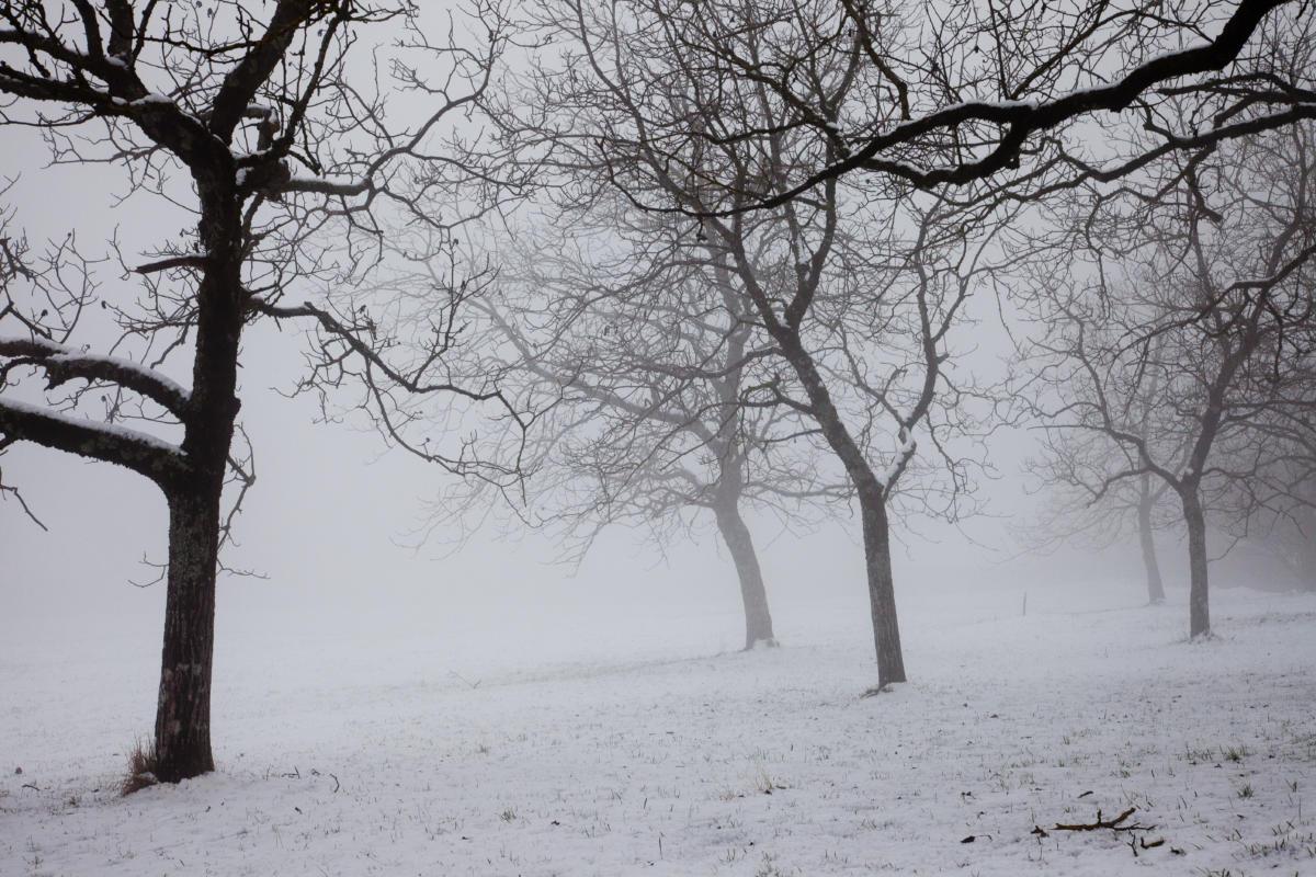 arbres en hiver/trees in winter