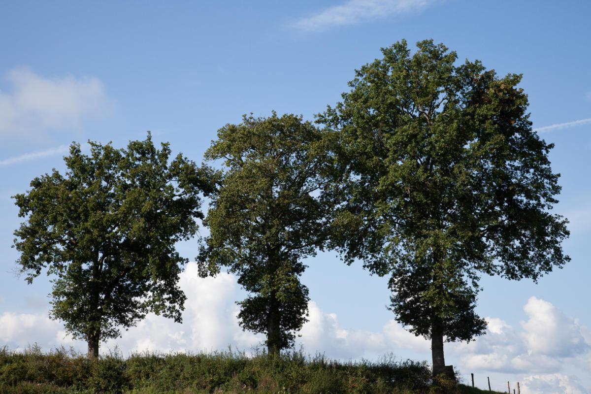 Les 3 arbres/the3 trees