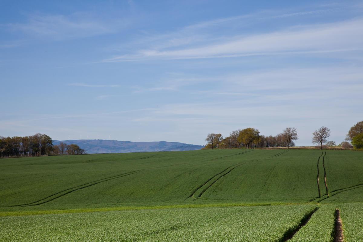 Champ de blé  au printemps