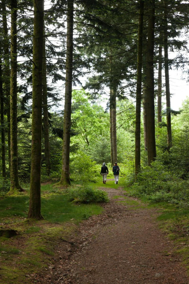 Sous la frondaison des pins de Bibrachte/under Bibracte pines foliage