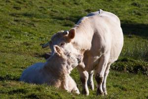 Vaches and veal  Bourgogne/Cow and veal Bourgogne