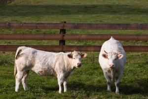 Vaches au pâturage à Chenay-le-Châtel