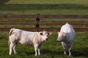 Vaches au pâturage à Chenay-le-Châtel