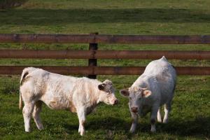 Vaches au pâturage à Chenay-le-Châtel