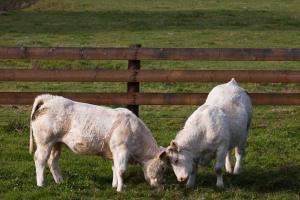 jeunes bovins Bourgogne/young bovines bourgogne