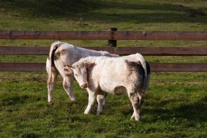 Vaches au pâturage à Chenay-le-Châtel