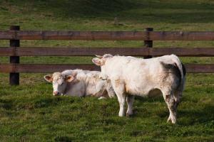 Vaches au pâturage à Chenay-le-Châtel