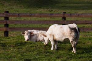 Vaches au pâturage à Chenay-le-Châtel