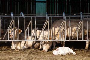 vaches et veaux au printemps/cows and veals in spring