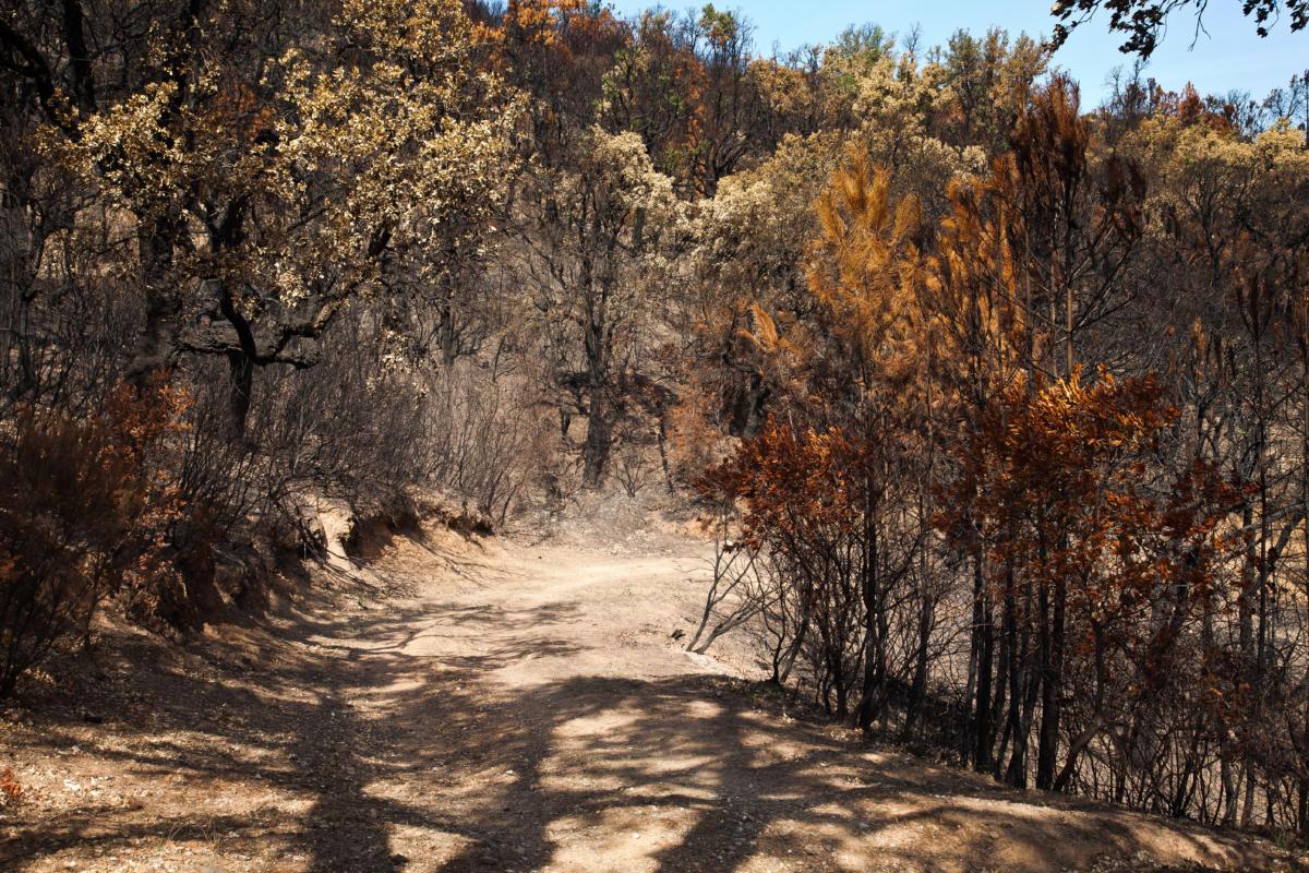 arbres après incendie de forêt