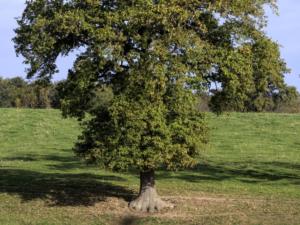 L'arbre /The tree