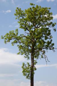 Arbre de printemps/spring tree