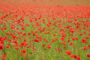 le champ de coquelicots