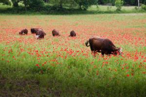 vaches dans un champ de coquelicots/cows in a field of poppies