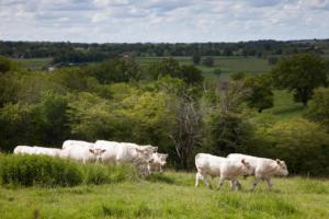 vaches au pâturage après le vêlage/cows grazing after calving