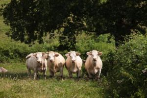 Les 4 charolaises ou la danse bovine