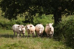 Les 4 charolaises ou la danse bovine