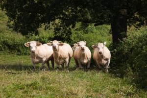 Les 4 charolaises ou la danse bovine