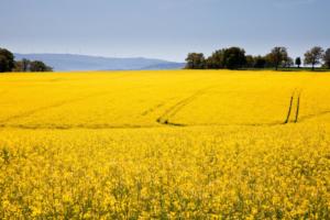 Champ de colza au printemps/rape field in spring