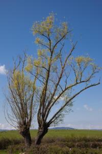 Arbres au printemps/trees in spring