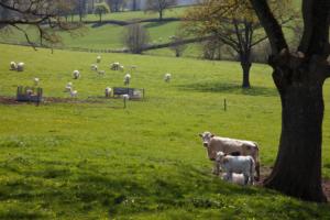 Vaches charolaises/charolaise cows