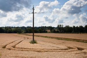 Culture du blé sous un ciel qui se charge/corn culture under sky that loads