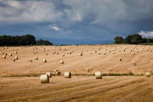 Moissons du blé sous un ciel menaçant/ corm harvest under threatening sky