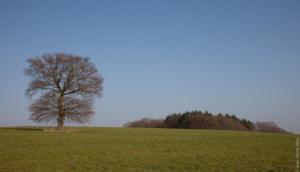 Campagne de Chenay-le-ChâtelL'arbre au bosquet fin de l'hiver/the grove tree in at the end of winter