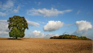 L'arbre au bosquet en automne/the grove tree in fall